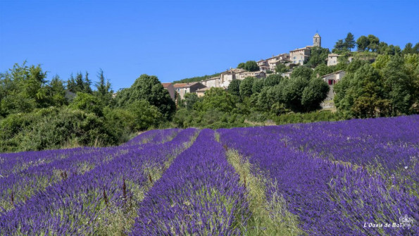 Musarder dans la Lavande
Balade en Provence