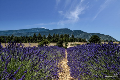 Musarder dans la Lavande
Balade en Provence
