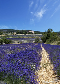 Musarder dans la LavandeBalade en Provence