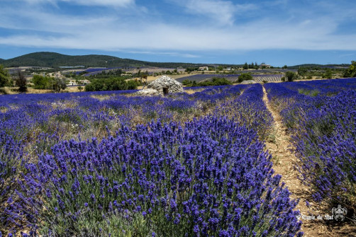 Musarder dans la Lavande
Balade en Provence