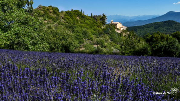 Musarder dans la LavandeBalade en Provence