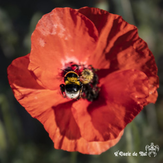 Musarder dans la Lavande
Balade en Provence