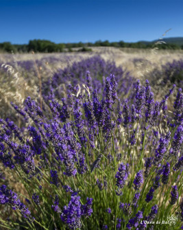 Musarder dans la LavandeBalade en Provence