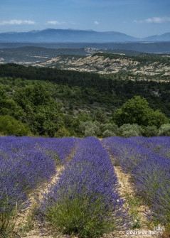 Musarder dans la Lavande
Balade en Provence