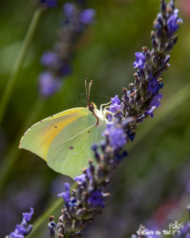 Musarder dans la LavandeBalade en Provence