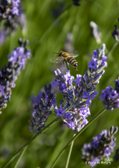 Musarder dans la LavandeBalade en Provence