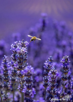 Musarder dans la LavandeBalade en Provence