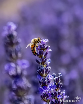 Musarder dans la LavandeBalade en Provence