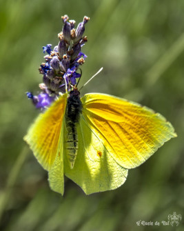 Musarder dans la LavandeBalade en Provence