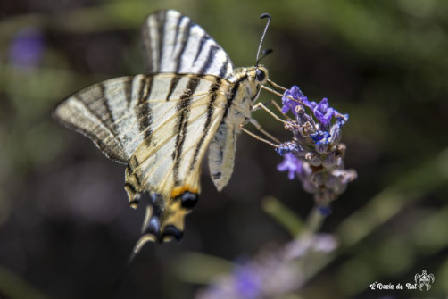 Musarder dans la LavandeBalade en Provence