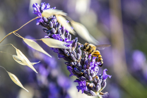 Musarder dans la Lavande
Balade en Provence