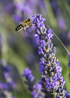 Musarder dans la LavandeBalade en Provence