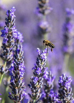 Musarder dans la LavandeBalade en Provence