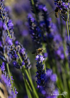 Musarder dans la LavandeBalade en Provence