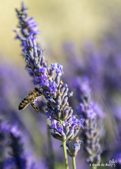 Musarder dans la LavandeBalade en Provence