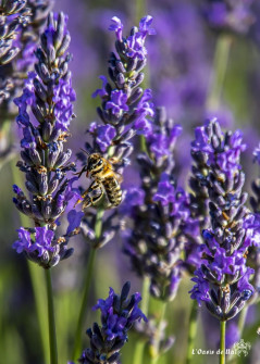 Musarder dans la LavandeBalade en Provence