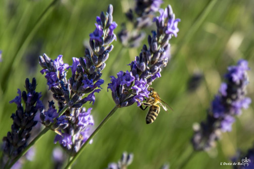 Musarder dans la Lavande

Balade en Provence