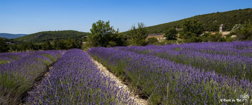 Musarder dans la Lavande
Balade en Provence