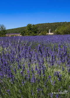 Musarder dans la Lavande
Balade en Provence