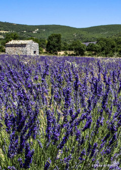 Musarder dans la Lavande
Balade en Provence
