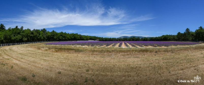 Musarder dans la Lavande
Balade en Provence