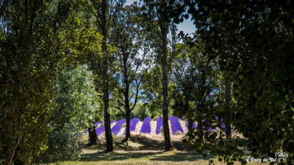 Musarder dans la Lavande
Balade en Provence