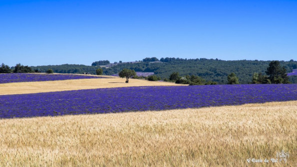 Musarder dans la Lavande
Balade en Provence