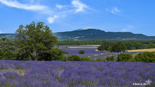 Musarder dans la Lavande
Balade en Provence