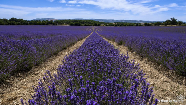 Musarder dans la Lavande
Balade en Provence