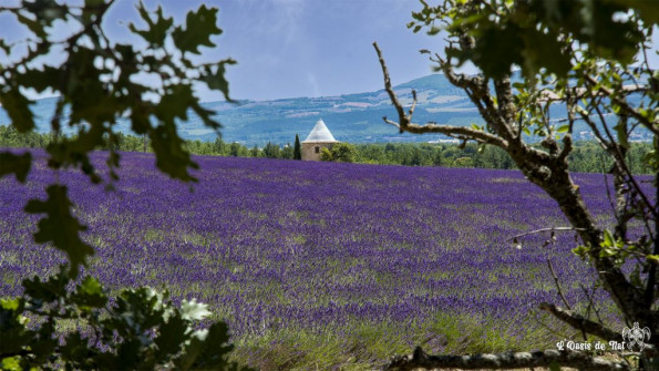 Plateaux de Sault Vieux moulin dans les lavandes