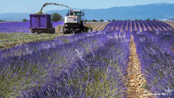 Musarder dans la LavandeBalade en Provence