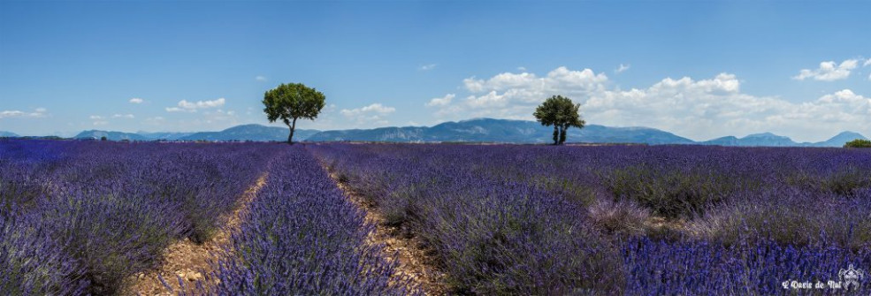 Musarder dans la Lavande
Balade en Provence