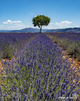 Musarder dans la LavandeBalade en Provence