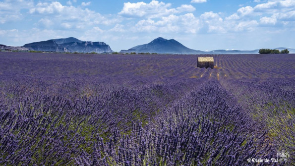 Musarder dans la LavandeBalade en Provence