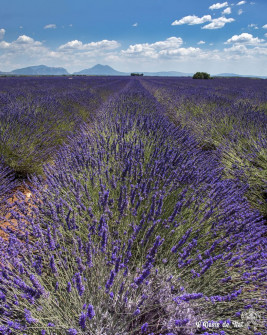 Musarder dans la LavandeBalade en Provence