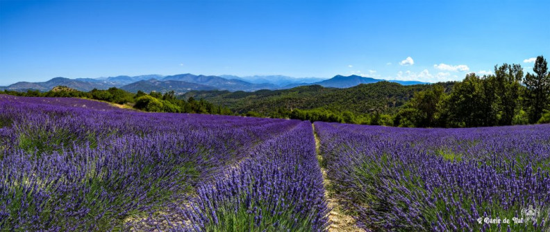 Musarder dans la LavandeBalade en Provence