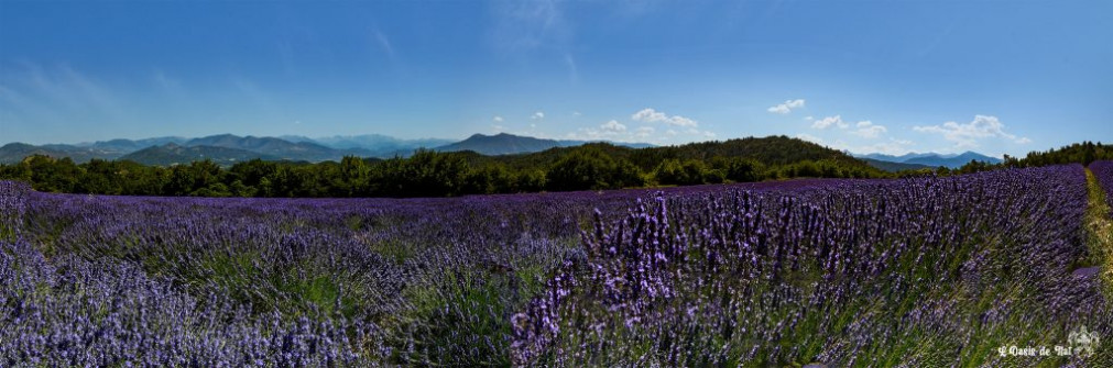 Musarder dans la Lavande
Balade en Provence