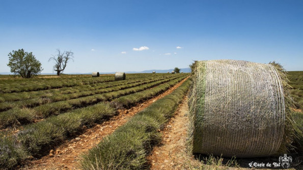 Plateaux de Valensole plants de lavande après la moisson