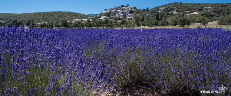 Musarder dans la Lavande
Balade en Provence