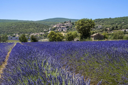 Musarder dans la Lavande
Balade en Provence