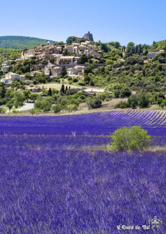 Musarder dans la LavandeBalade en Provence