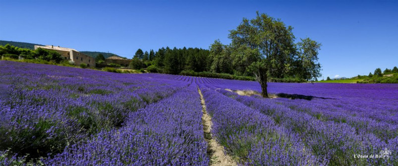 Musarder dans la Lavande
Balade en Provence