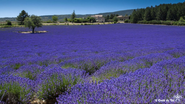 Musarder dans la Lavande
Balade en Provence