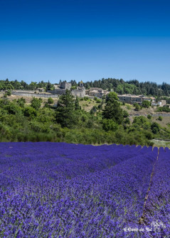 Musarder dans la Lavande
Balade en Provence