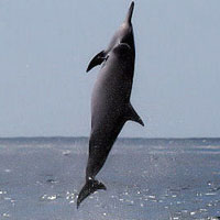 HUAHINE : arrivée et la légende des dauphins