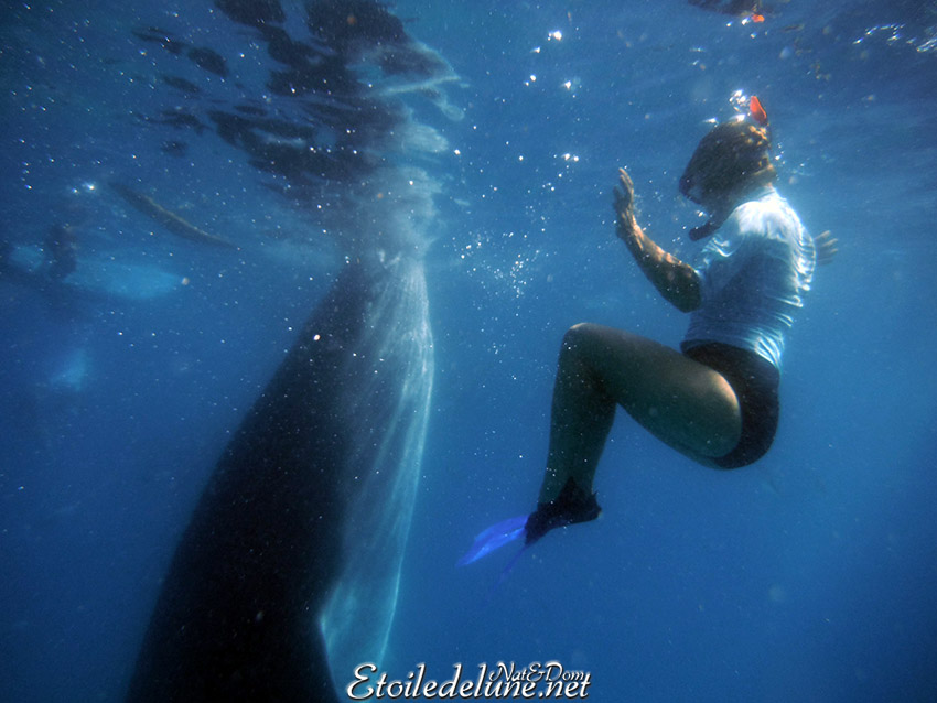 Requins-baleines de Oslob, baignade inoubliable