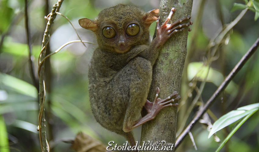 Le tarsier, peluche fragile à protéger (Bohol)