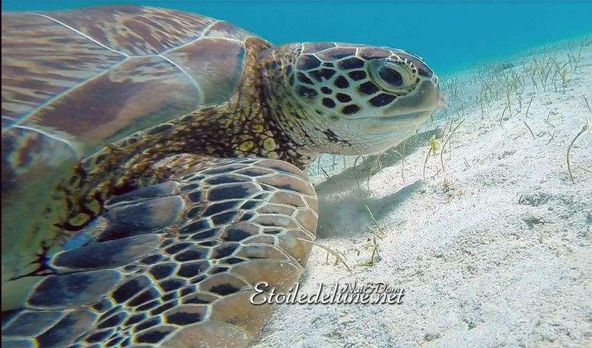 Trop heureuses aux Grenadines : nos amies les tortues