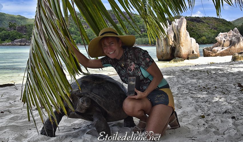Des Amours de tortues à Curieuse (Seychelles)