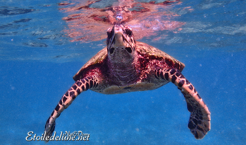 Princesses océanes, nager avec les tortues (La Digues, Seychelles)